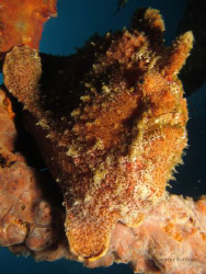 Frogfish sat on a wreck in Bali - Canon S90 Compact no ad... by Spencer Burrows 